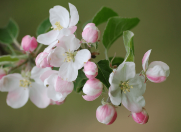 apple-blossoms