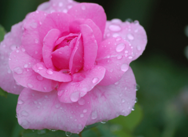 beaded-water-on-pink-garden-rose