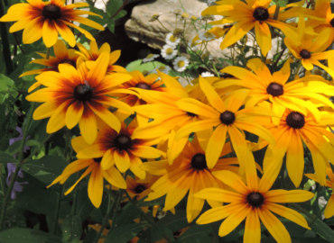black-eyed-susan-bed