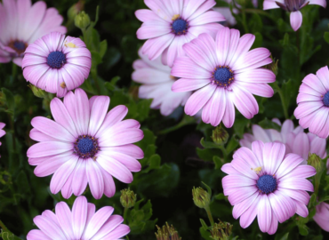 cape-marguerite