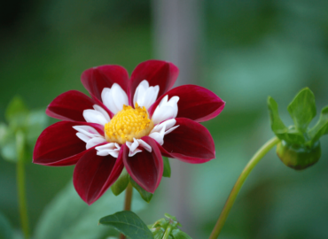dahlia-mary-evelyn