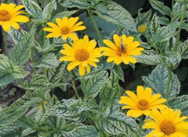 heliopsis-bed