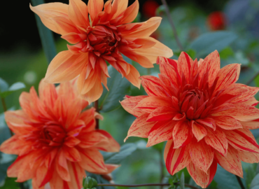 neo-dahlia