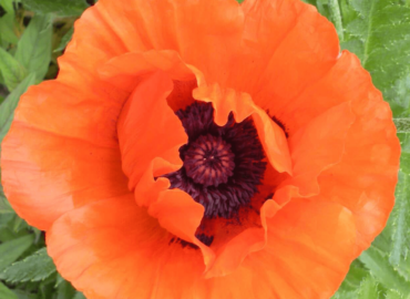 oriental-poppy