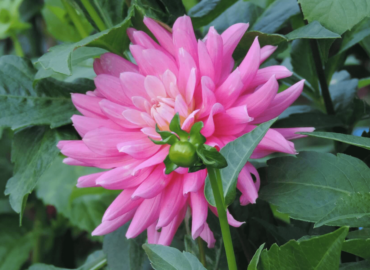 pink-dahlia