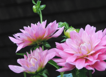 pink-dahlia-on-dark-background