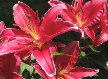 stargazer-lillies