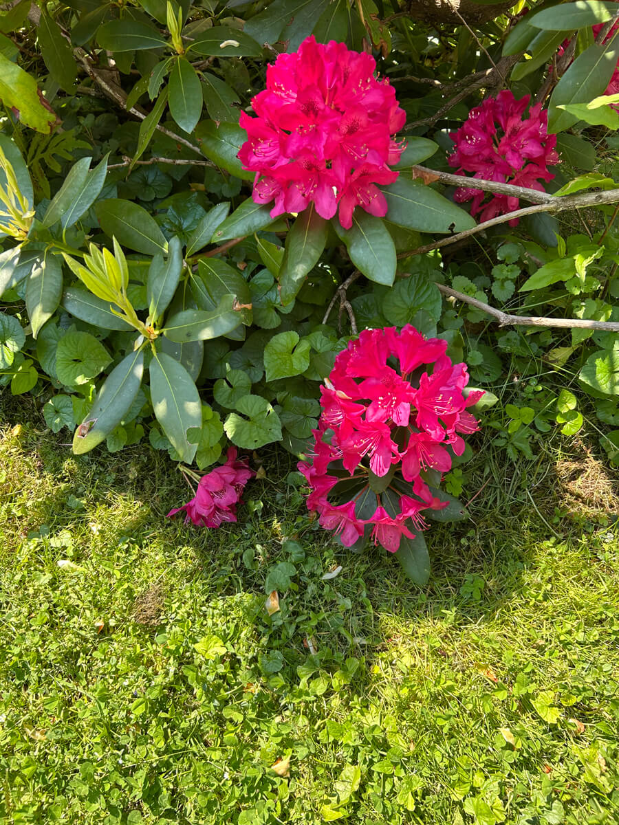 Rhododendron, Zaborowski Garden Visit, West Bath