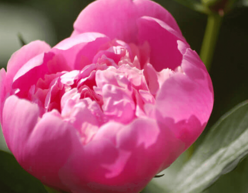 chinese-peony