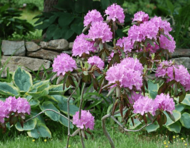 english-roseum-shrub-768x509