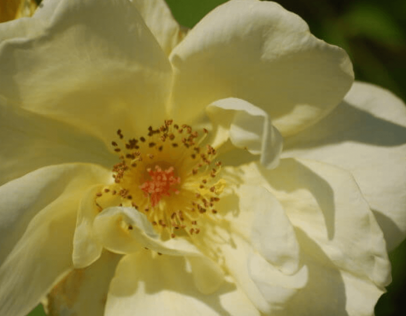 white-knock-out-rose